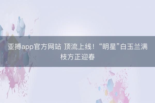 亚搏app官方网站 顶流上线！“明星”白玉兰满枝方正迎春
