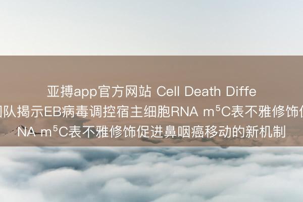 亚搏app官方网站 Cell Death Differ丨贝锦新/罗春玲商酌团队揭示EB病毒调控宿主细胞RNA m⁵C表不雅修饰促进鼻咽癌移动的新机制